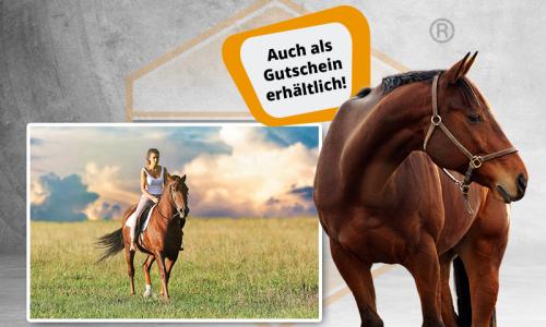 Onlinekurs Pferdewirt (m/w/d) {{Auch als Gutschein verfügbar !!}}