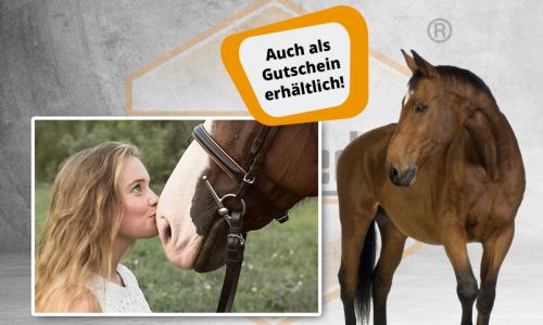 Prüfungstrainer Pferdekunde Basispass - FN (Online-Prüfungsfragentrainer)  {{Online-Prüfungstrainer}}